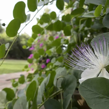 Sardegna - Con Parco E Piscina A ヴィラ